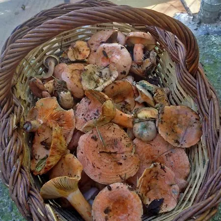 旅馆 阿尔伯格罗克斯布兰科斯旅舍 里贝斯的弗里瑟